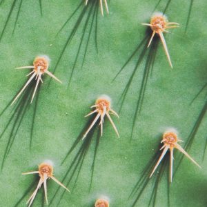 Quadro boho dettaglio cactus